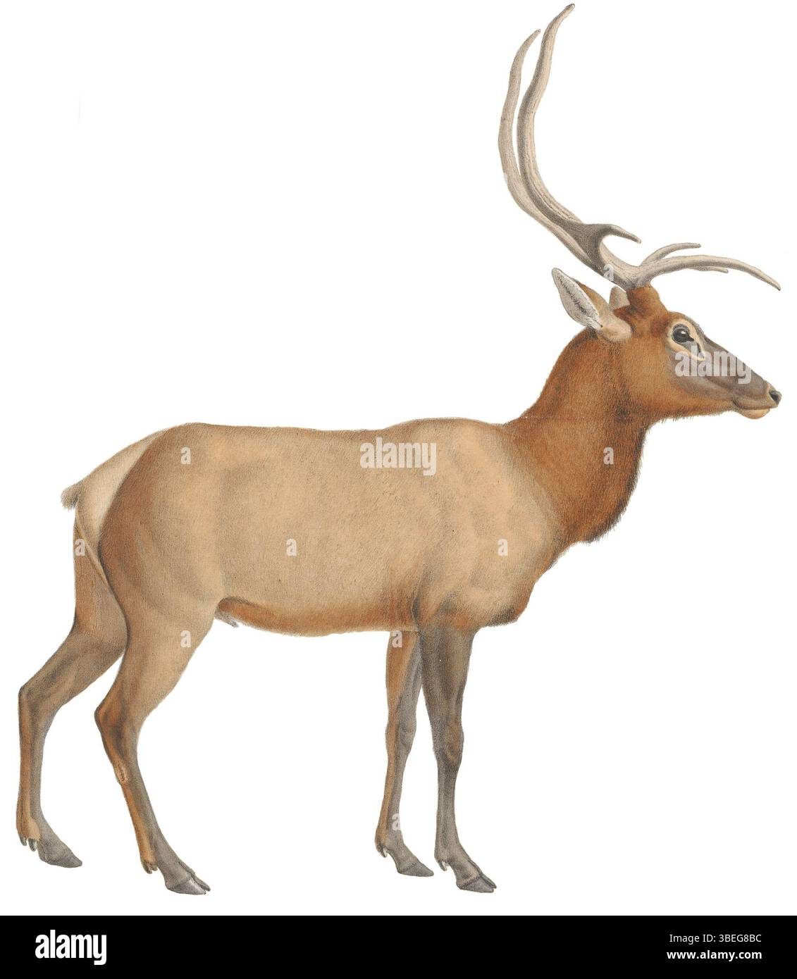 Ein Druck aus der Serie „Iconographia Zoologica“, der Cervus canadensis (amerikanischer Elch) illustriert. Der zwischen 1818 und 1842 von Jacques Christophe Werner (1798–1856) entstandene Druck dient als Untersuchung der nordamerikanischen Tierwelt im frühen 19. Jahrhundert. Stockfoto