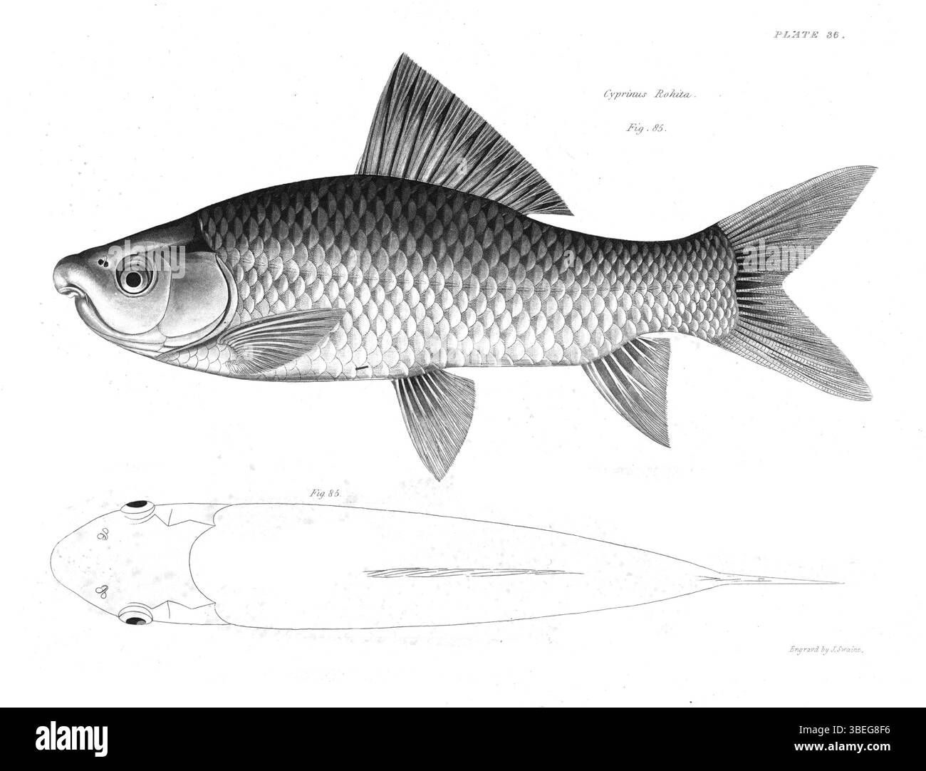 Diese Fischplatte von Francis Hamilton, veröffentlicht 1822, enthält Illustrationen von Fischen aus dem Ganges und seinen Niederlassungen, die das wissenschaftliche Wissen über die Wasserwelt des Flusses verbessern. Stockfoto