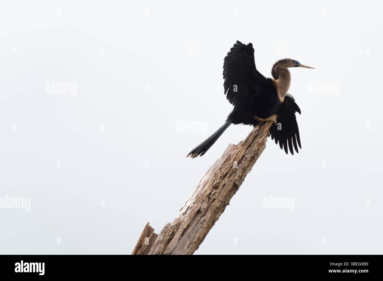 Eine weibliche amerikanische Darter (anhinga anhinga) trocknet ihre Flügel an der Spitze eines alten gebrochenen Astes Stockfoto