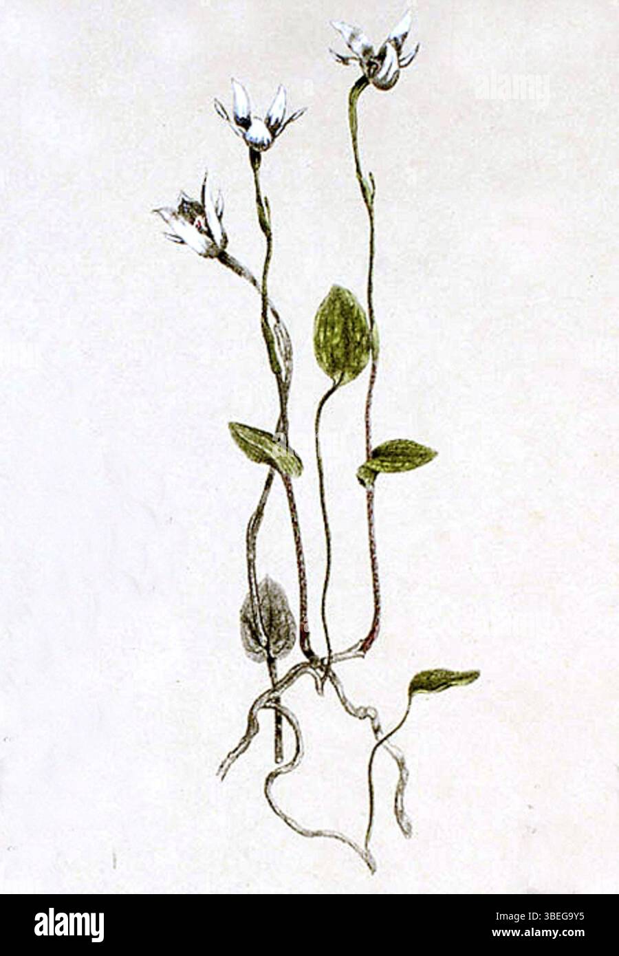 Diese Illustration aus der 1882 erschienenen Publikation „Australian Orchids“ von R.D. FitzGerald zeigt die Orchideenart Adenochilus nortonii. Sie bietet einen detaillierten Blick auf die Blume und zeigt die botanische Genauigkeit der Pflanzendarstellungen aus dem 19. Jahrhundert. Stockfoto