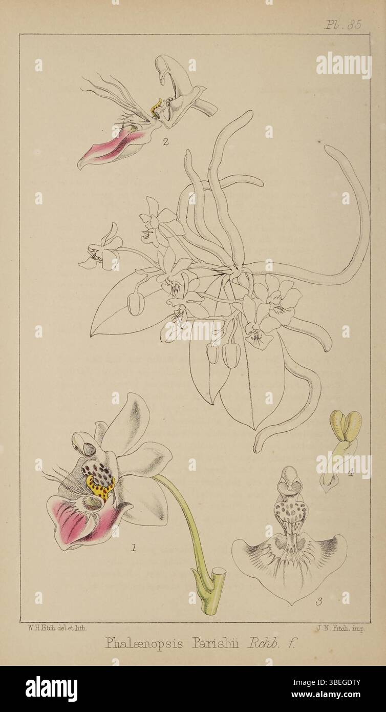 Diese botanische Illustration von Walter Hood Fitch aus dem Jahr 1872 zeigt die Orchidee Phalaenopsis parishii und zeigt Fitchs detaillierte Arbeiten zur Dokumentation von Pflanzenarten. Es ist Teil der Refugium Botanicum-Serie. Stockfoto