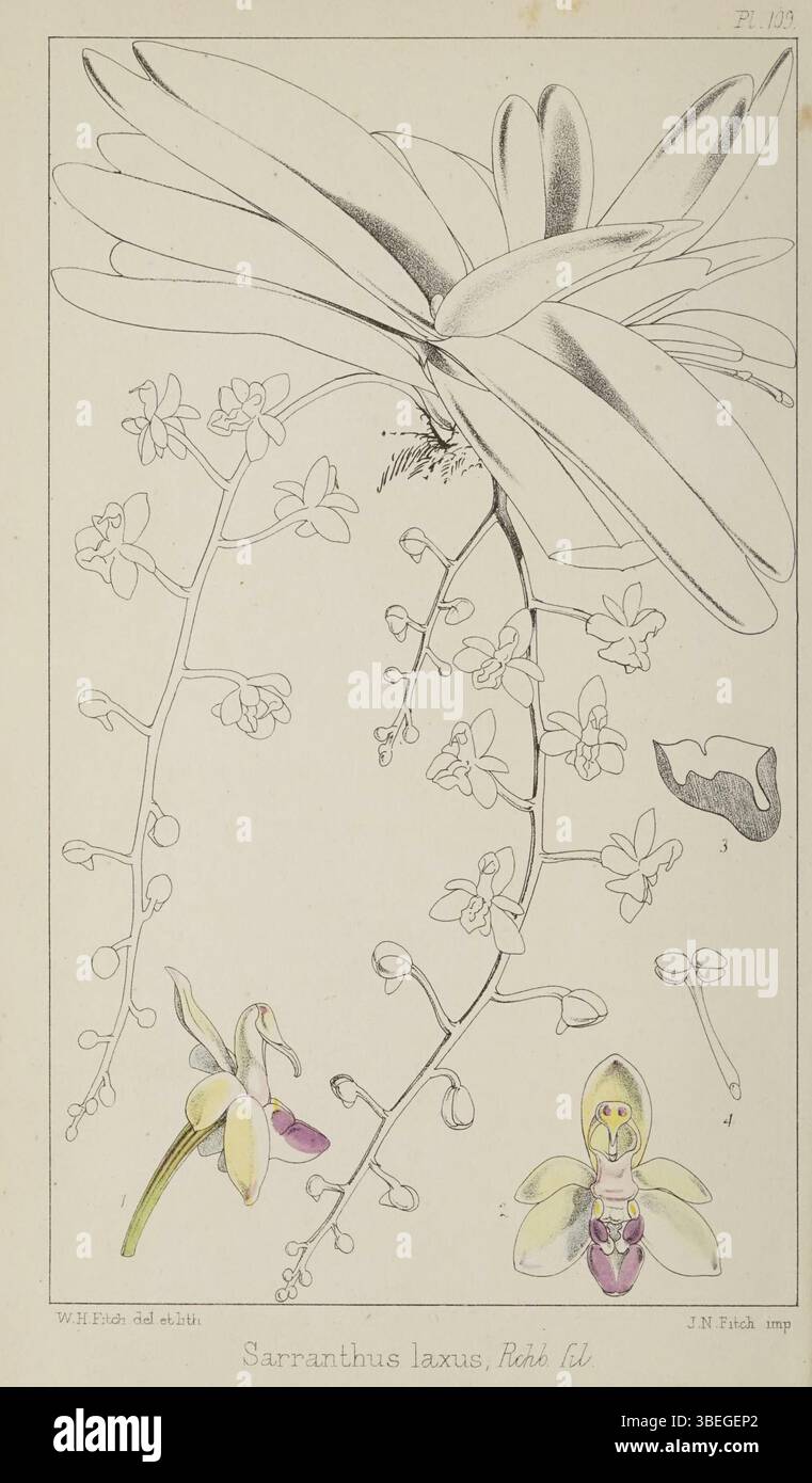 Diese botanische Illustration von Walter Hood Fitch (1817–1892) aus dem „Refugium Botanicum“ von 1872 zeigt die Orchideenart Stereochilus laxus, früher Sarcanthus laxus. Fitchs detailgetreue Darstellung zeigt die einzigartige Morphologie der Pflanze. Stockfoto