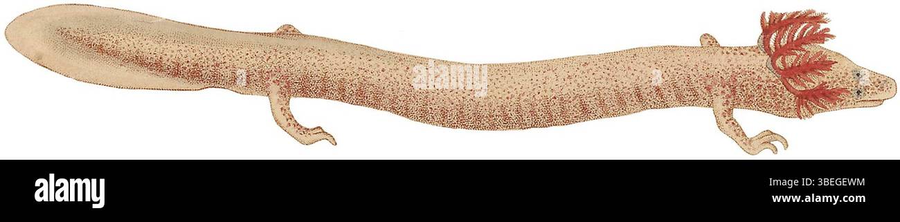 Diese Illustration aus der Iconographia Zoologica (1700–1880) zeigt Proteus anguinus, auch bekannt als olm, eine Art von Salamander, die in den unterirdischen Gewässern der Dinarischen Alpen in Europa vorkommt. Die Art zeichnet sich durch ihre blasse Haut und den Verlust des Sehvermögens aus, der an das Leben in Höhlen angepasst ist. Stockfoto