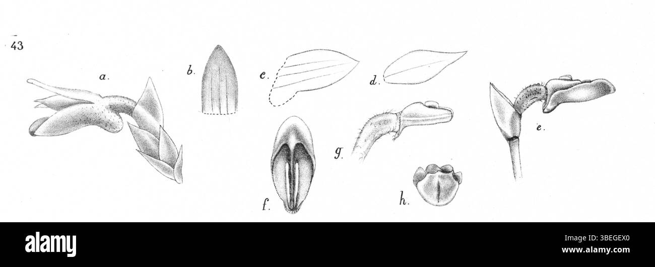 Ceratostylis muscicola, 1929 von Johannes Jacobus Smith beschrieben, ist eine Orchideenart, die in der Publikation Nova Guinea vorgestellt wird. Die detaillierte botanische Illustration hebt die einzigartigen Merkmale und Klassifizierung innerhalb der Orchideenfamilie hervor. Stockfoto