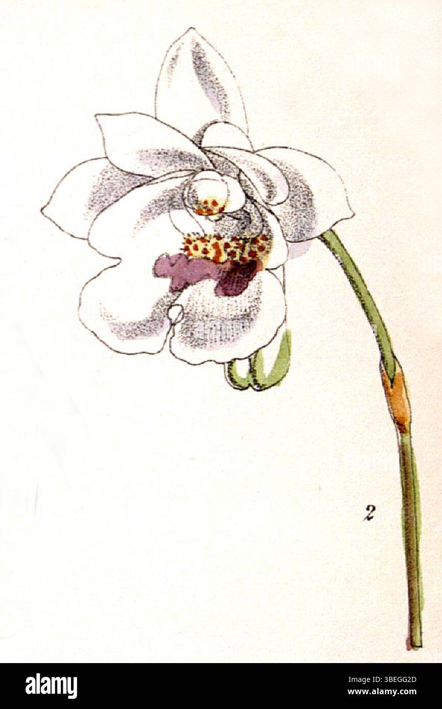 Eine Illustration der Orchideenart *Conchidium extinctorium* (früher *Eria extinctoria*) von Walter Hood Fitch. Diese botanische Lithografie wurde 1871 erstellt und ist Teil der Serie von Curtis' Botanical Magazine, die die detaillierten Merkmale der Pflanze zeigt. Stockfoto