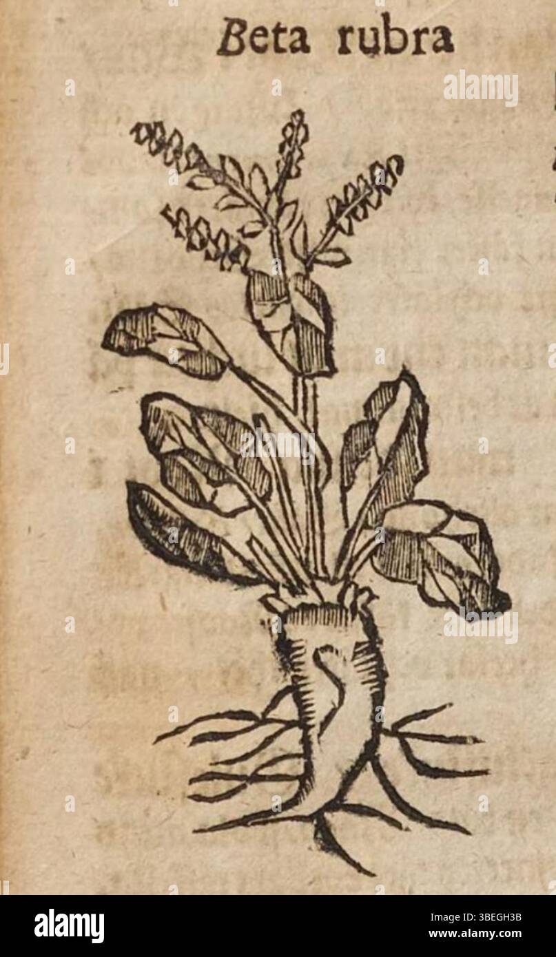 Die Darstellung von „Beta rubra“ (Rote Bete) aus dem Jahr 1684 zeigt eine botanische Darstellung der Pflanze. Dieses wissenschaftliche Kunstwerk konzentriert sich auf die detaillierte Struktur der Roten Bete. Stockfoto