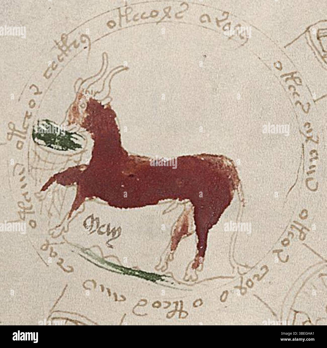 Dieses Detail aus f72r1 der Voynich-Handschrift zeigt das Stier-Emblem, das in rot gemalt ist, wie es von einer Krippe isst, ein Teil der Tierkreisabbildungen der Handschrift. Stockfoto