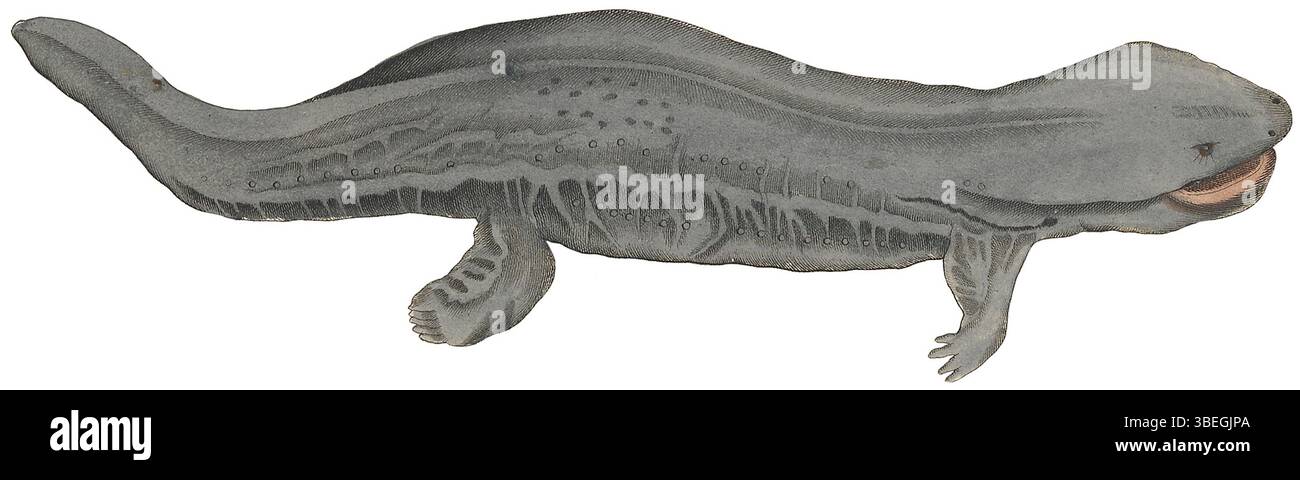 Diese Illustration aus Iconographia Zoologica (1700–1880) zeigt Cryptobranchus alleganiensis, allgemein bekannt als der östliche Höllenbänder. Die Art ist ein großer Salamander, der in Nordamerika beheimatet ist und für seine ausgeprägte faltige Haut und seinen aquatischen Lebensraum bekannt ist. Stockfoto
