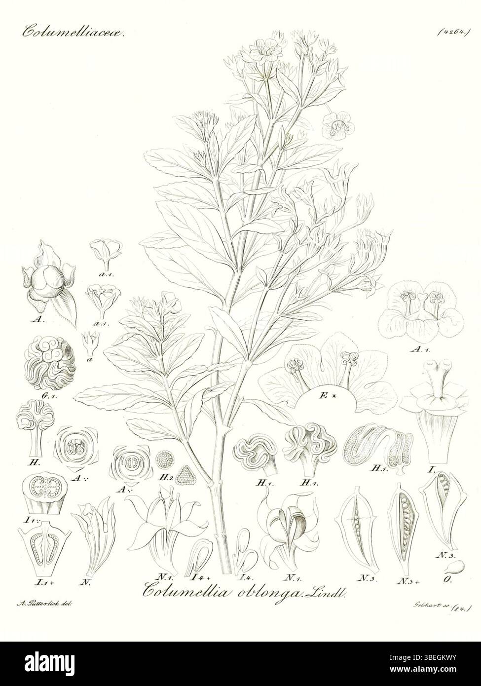 „Columellia oblonga“ ist eine Pflanzenart, die 1838 in dem botanischen Werk *Iconographia generum plantarum* von Stephan Endlicher dargestellt wird. Die detaillierte Abbildung verdeutlicht die Besonderheiten der Pflanze und trägt so zur frühen botanischen Forschung bei. Stockfoto