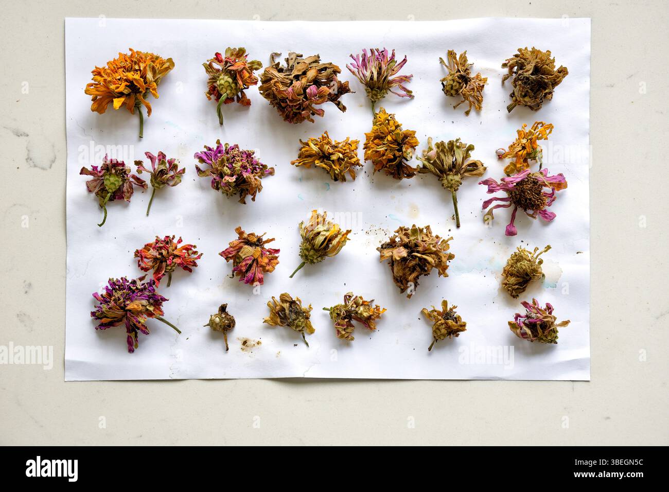 Eine Sammlung getrockneter, verblichener botanischer Blumen - Zinnia, angeordnet auf einem weißen Blatt Papier. Stockfoto