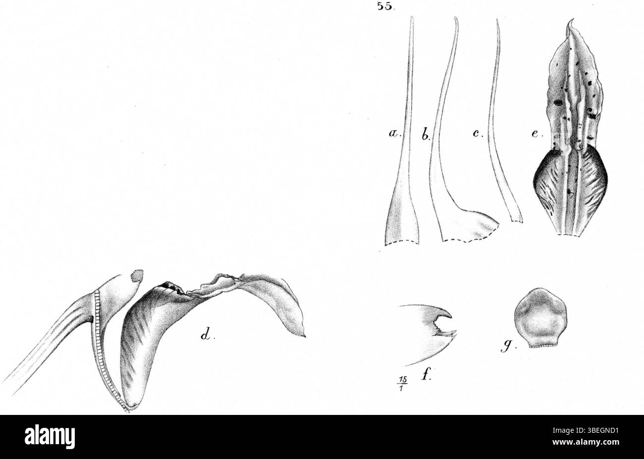 Eine botanische Zeichnung der Orchidee Dendrobium tortitepalum aus Neuguinea, illustriert von Johannes Jacobus Smith im Jahre 1929. Stockfoto