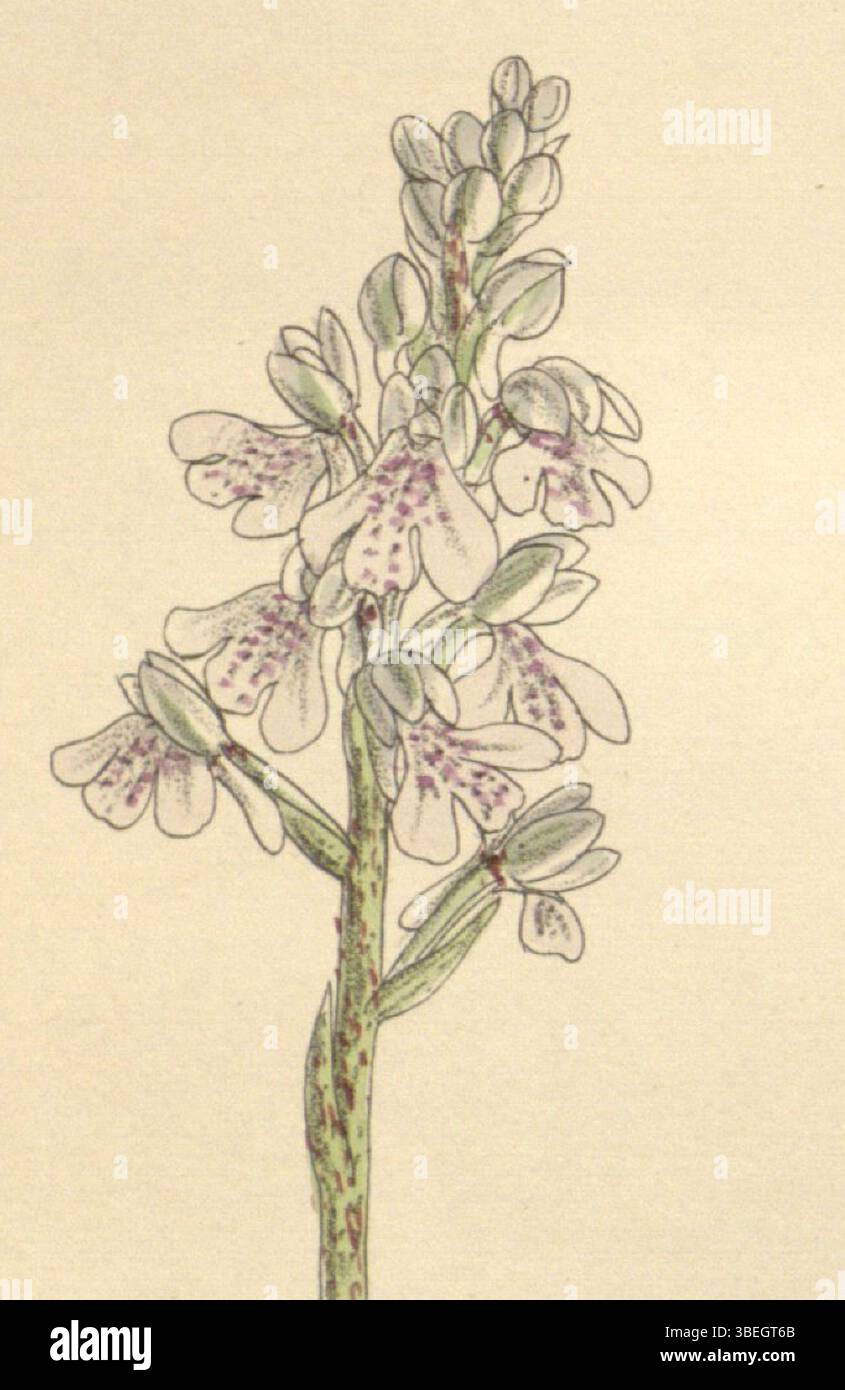 Illustration aus Curtis' Botanical Magazine mit Sirindhornia monophylla (früher Orchis monophylla), dargestellt von Matilda Smith und Lithographie von John Nugent Fitch. Das Bild wurde 1898 erstellt und war Teil einer botanischen Serie, die zur Dokumentation von Pflanzenarten veröffentlicht wurde. Stockfoto