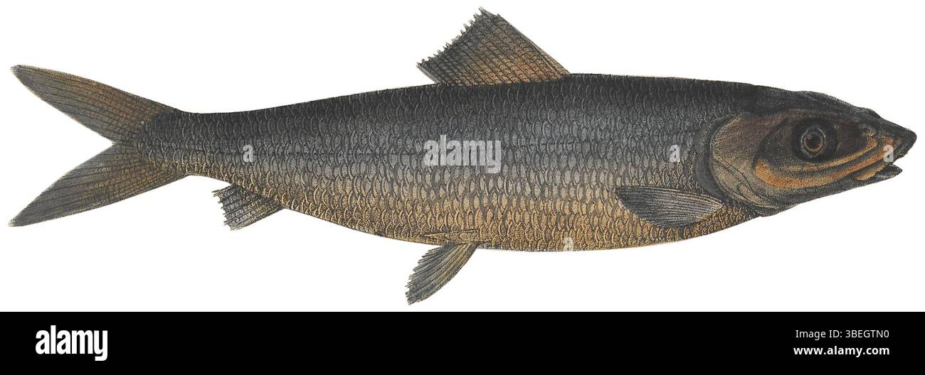 Ein Druck aus der Sammlung Iconographia Zoologica, der die Art Albula conorhynchus, auch bekannt als Albula vulpes, aus den Jahren 1700 bis 1880 zeigt. Der Druck veranschaulicht die Fische sehr detailliert, typisch für historische zoologische Studien. Stockfoto