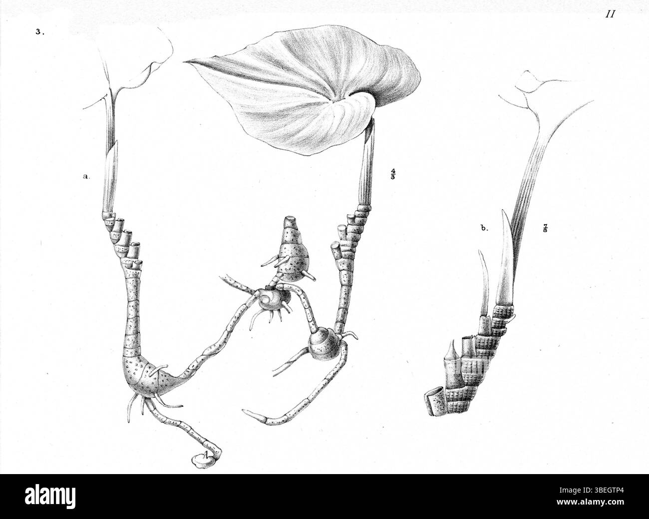 Diese botanische Illustration aus dem Jahr 1913 zeigt *Nervilia acuminata*, eine Orchideenart aus Neuguinea. Die Illustration wurde von Johannes Jacobus Smith, einem bekannten Botaniker, geschaffen. Stockfoto