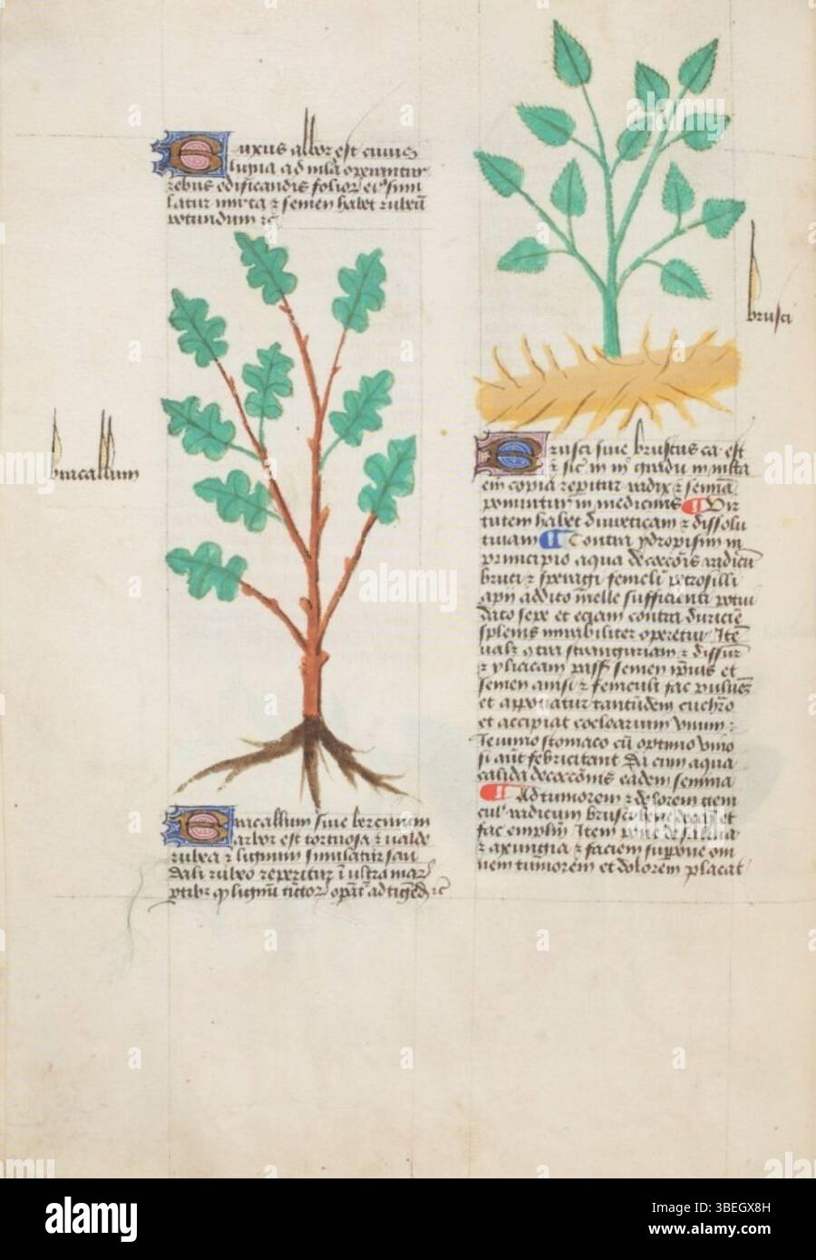 Seite f.028v aus der Estense alfa.l.09,28 Handschrift (1458) ist ein Beispiel mittelalterlicher Handschriftenkunst mit komplizierter Schrift und dekorativen Elementen. Stockfoto Seite f.028v aus der Estense alfa.l.09,28 Handschrift (1458) ist ein Beispiel mittelalterlicher Handschriftenkunst mit komplizierter Schrift und dekorativen Elementen. Stockfoto
