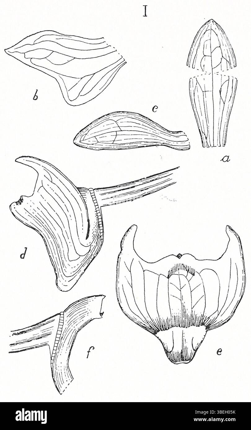 Thrixspermum carinatifolium ist eine Orchideenart, die in Tafeln Javanischer Orchideen von Johannes Jacobus Smith dargestellt wird. Die botanische Illustration, die 1924 veröffentlicht wurde, zeigt die detaillierte Morphologie dieser Orchidee. Stockfoto