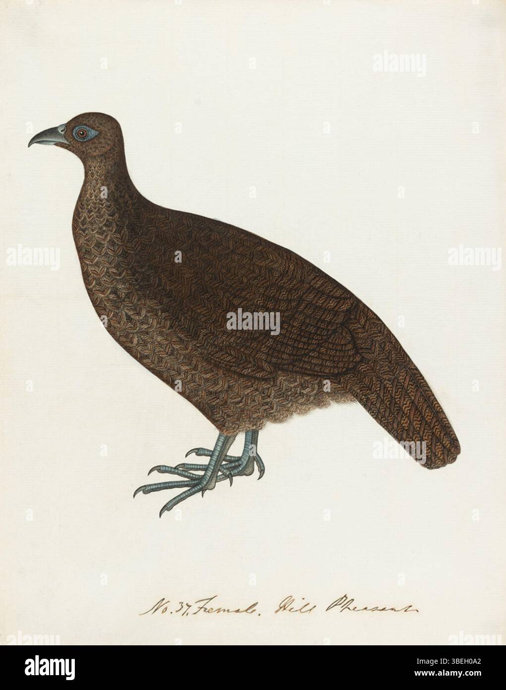 Dieses Gemälde aus dem Jahr 1800 zeigt eine nicht identifizierte Galliform, eine Vogelart aus der Familie der Phasianidae. Das Kunstwerk konzentriert sich auf die physischen Eigenschaften und Formen des Vogels und trägt zu frühen naturalistischen Studien in der Ornithologie und Wildtierkunst bei. Stockfoto