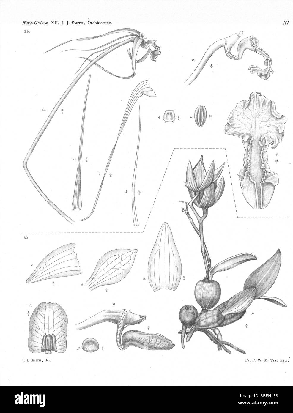 Diese botanische Platte aus dem Jahr 1913 von Johannes Jacobus Smith zeigt Dendrobium longicolle und Dendrobium simplex, wobei für das erste ein Synonym bekannt ist. Stockfoto