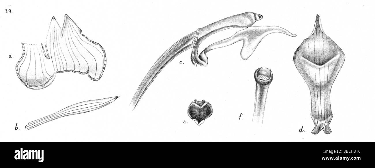 Mediocalcar bifolium, früher bekannt als Mediocalcar compressicalcar, ist eine Orchideenart, die 1929 von Johannes Jacobus Smith beschrieben wurde. Es ist in der botanischen Arbeit „Nova Guinea“ dargestellt, die seine einzigartigen Merkmale und Taxonomie veranschaulicht. Stockfoto
