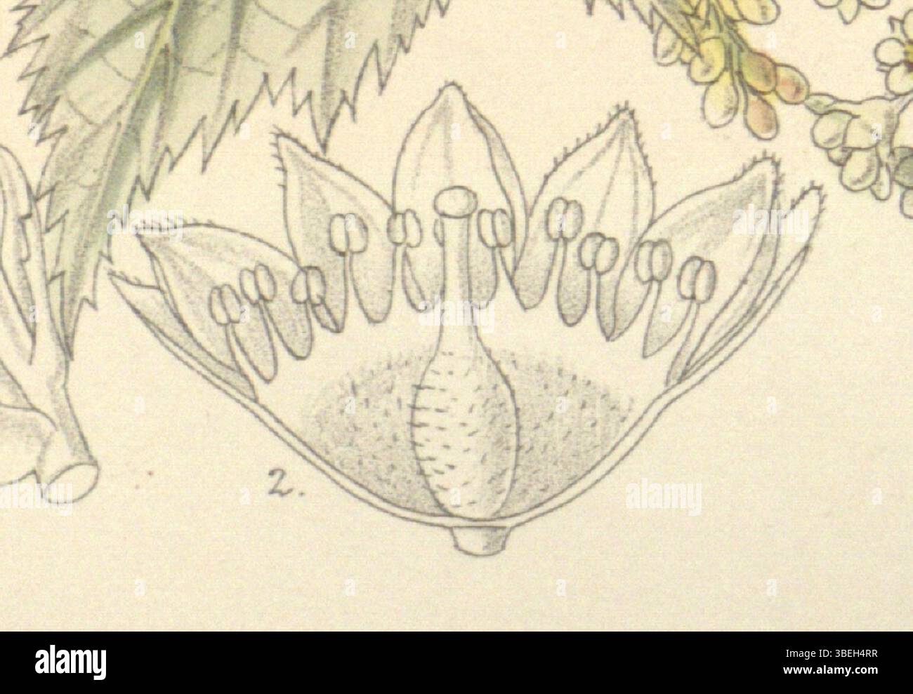 Diese Illustration von Stephanandra tanakae wurde 1898 im Botanical Magazine von Curtis veröffentlicht und zeigt die Arbeiten von Matilda Smith (1854–1926) und dem Lithographen John Nugent Fitch (1840–1927). Die botanische Illustration zeigt die Pflanze, auch bekannt als Neillia tanakae, mit detaillierter Genauigkeit. Stockfoto