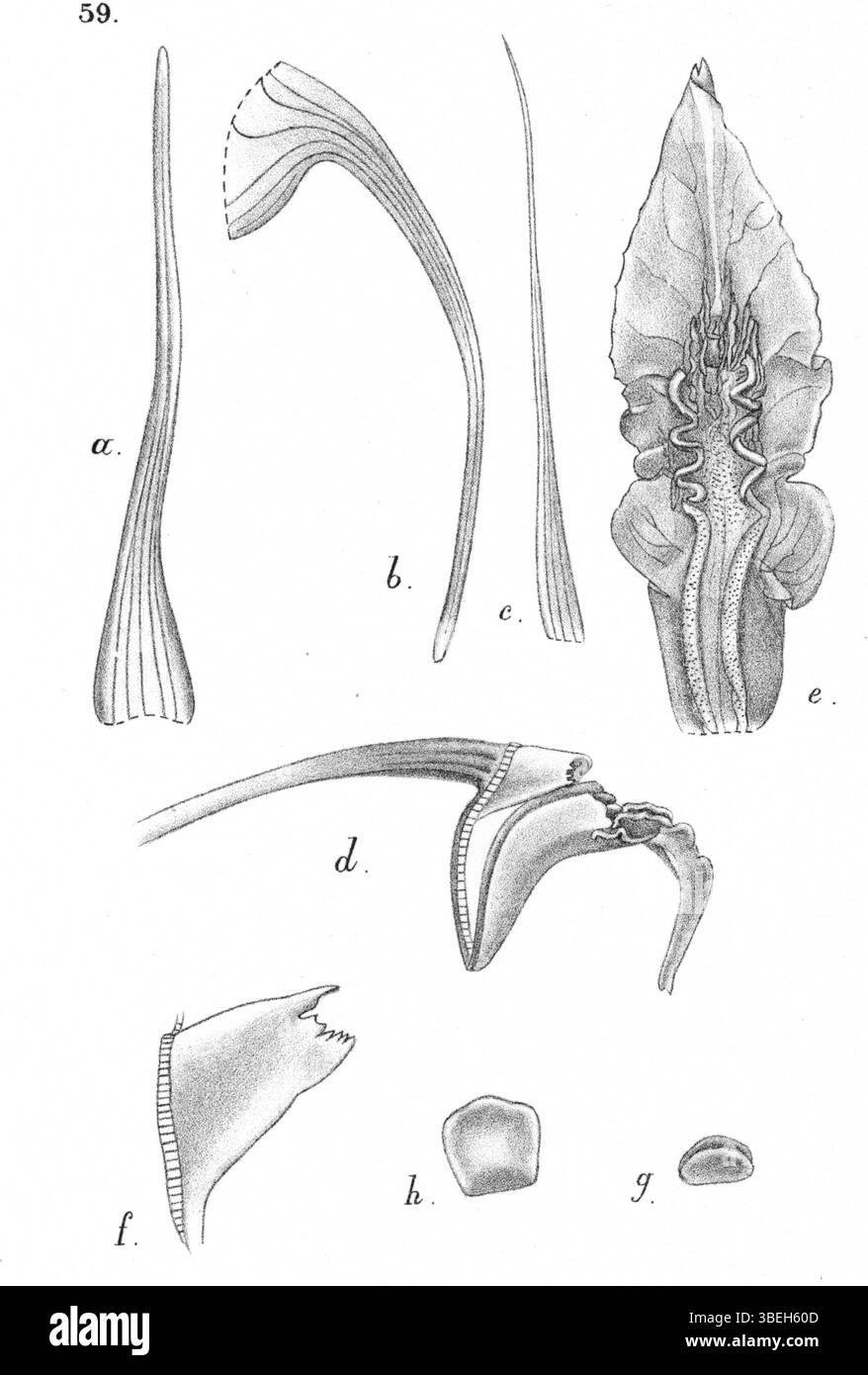 'Dendrobium carinulatidiscum', eine weitere Orchideenart, dargestellt von Johannes Jacobus Smith 1929. Dieses botanische Werk hebt die einzigartigen Merkmale dieser besonderen Orchidee hervor, die in „Nova Guinea“ zu sehen ist. Stockfoto