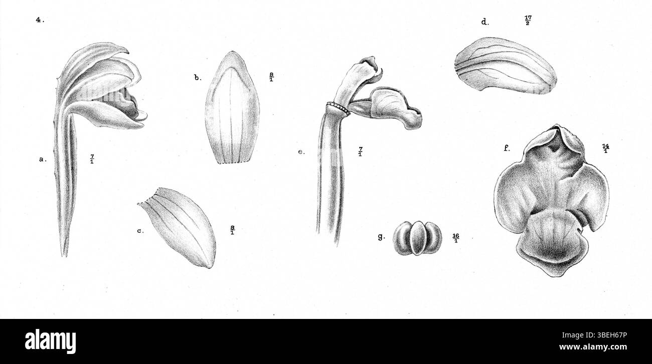 Johannes Jacobus Smiths Illustration stellt *Aphyllorchis pallida*, eine Orchideenart aus Papua-Neuguinea, dar und beschreibt deren Blumenstruktur und botanische Bedeutung. Stockfoto