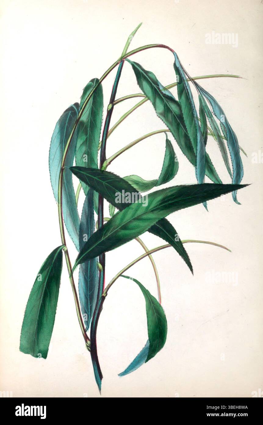 Diese Platte aus „The Spirit of the Woods“ von Rebecca Hey, die 1837 von Longman veröffentlicht wurde, zeigt eine weinende Weide und zeigt Hey's botanische Illustrationen. Das Werk ist eine Darstellung der natürlichen Schönheit und detaillierten Flora der Zeit. Stockfoto