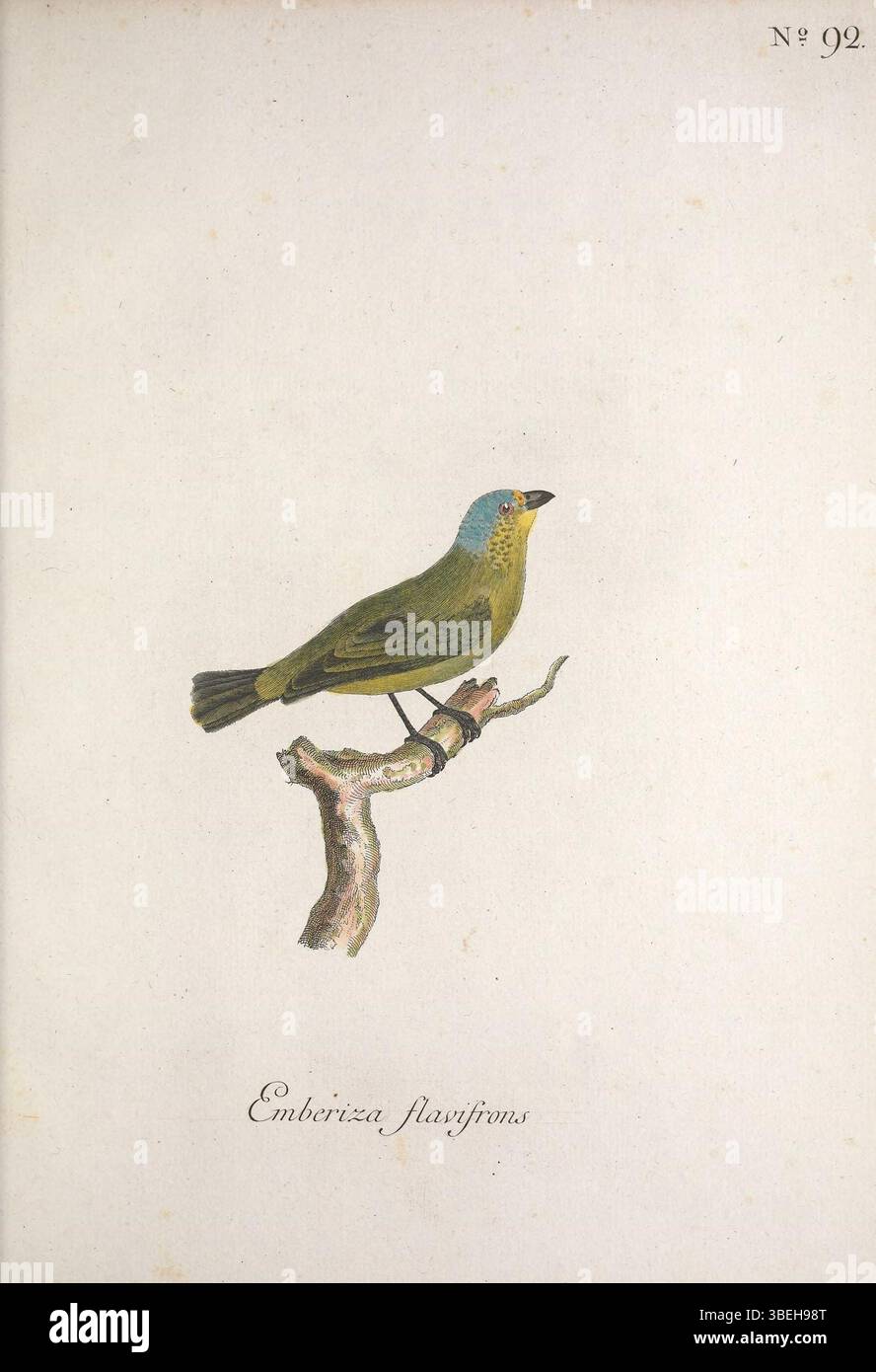 Museum Carlsonianum, in quo novas et selectas aves, coloribus ad vivum brevique descriptione illustratas, suasu et sumtibus generosissimi ownessoris / Holmiae :ex Typographia Regia,1786-1789. https://biodiversitylibrary.org/page/41148959 Stockfoto
