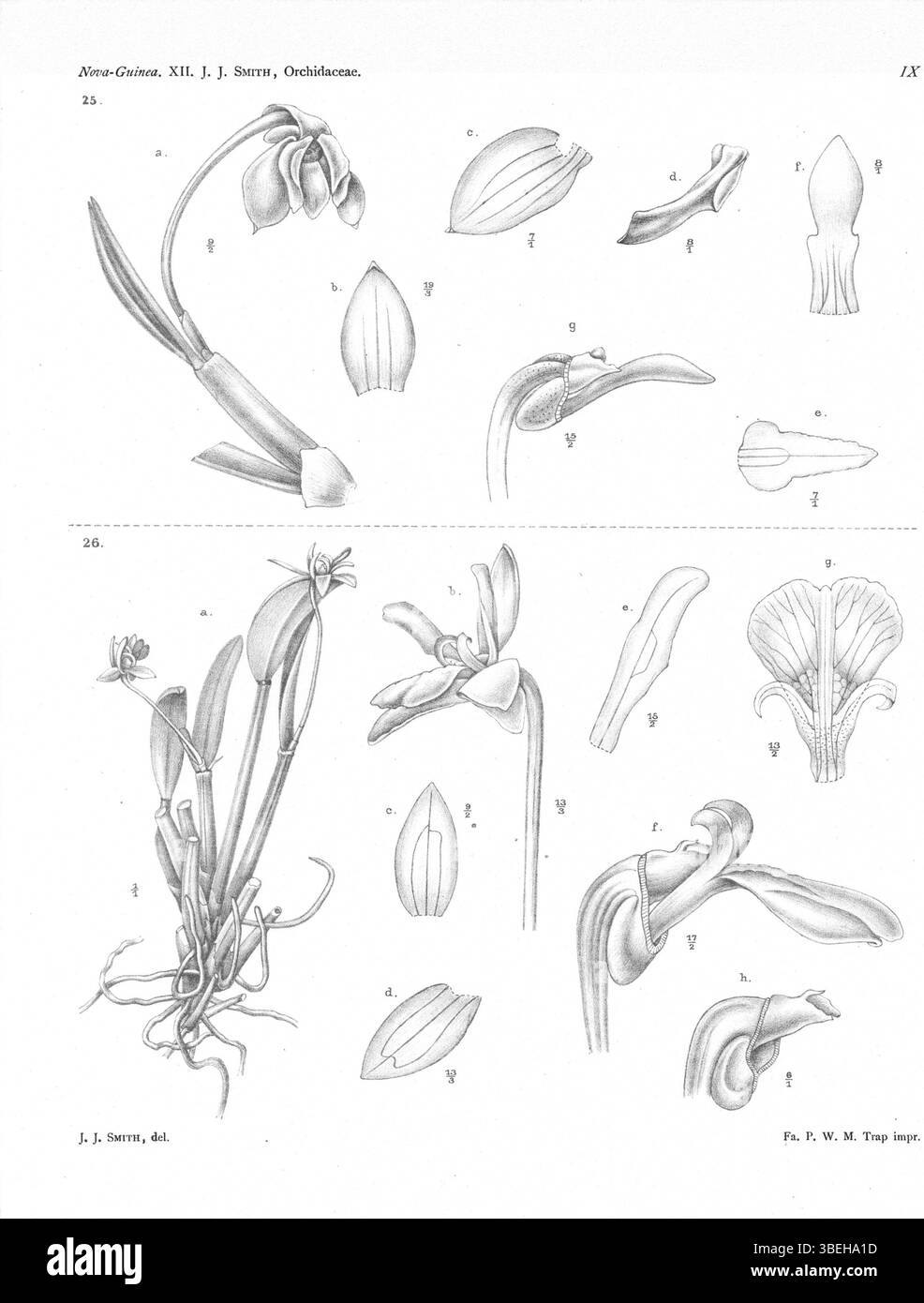 Diese botanische Platte aus *Nova Guinea* 1913 von Johannes Jacobus Smith enthält Dendrobium chamaephytum und Dendrobium aprinum, wobei ein Synonym aufgeführt ist. Stockfoto