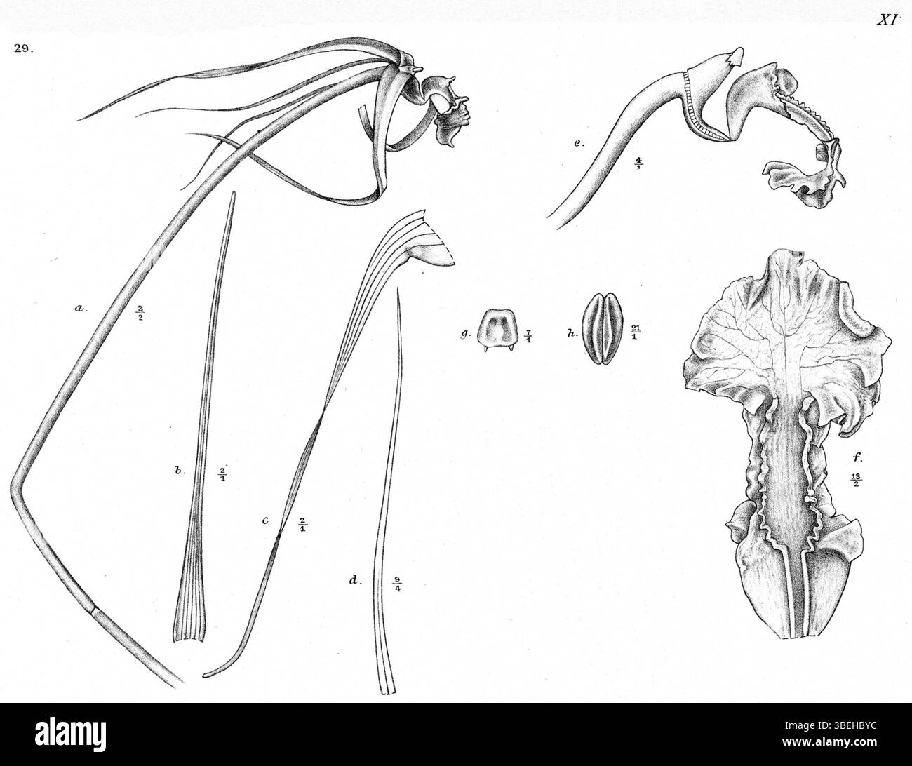 Diese Illustration von *Dendrobium longicolle*, ursprünglich als *Dendrobium compressicolle* klassifiziert, wurde 1913 von Johannes Jacobus Smith erstellt. Die Pflanze ist in *Nova Guinea* zu sehen, was Smiths Beitrag zum Studium und zur Illustration von Orchideen im frühen 20. Jahrhundert unterstreicht. Stockfoto