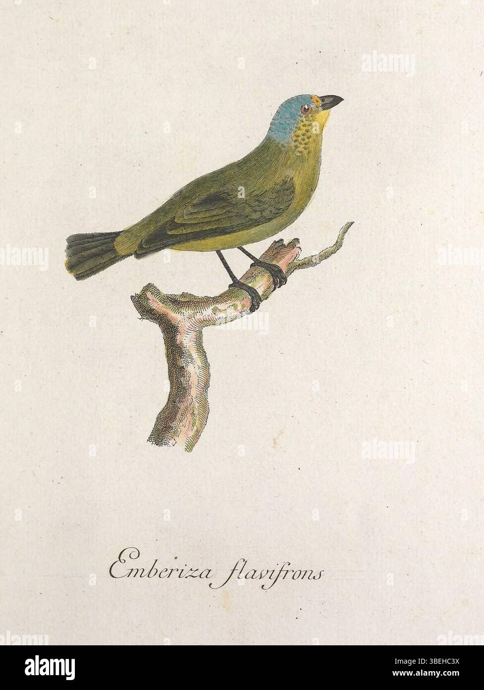 Museum Carlsonianum, in quo novas et selectas aves, coloribus ad vivum brevique descriptione illustratas, suasu et sumtibus generosissimi ownessoris / Holmiae :ex Typographia Regia,1786-1789. https://biodiversitylibrary.org/page/41148959 Stockfoto