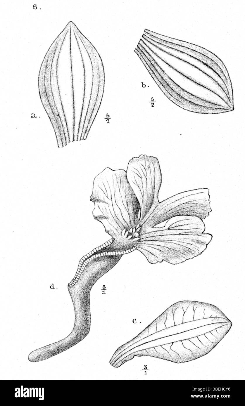 Diese botanische Illustration von Johannes Jacobus Smith zeigt *Calanthe claytonii*, eine Orchidee aus Papua-Neuguinea, die ihre Blütenmorphologie und ihre besonderen Artenmerkmale hervorhebt. Stockfoto