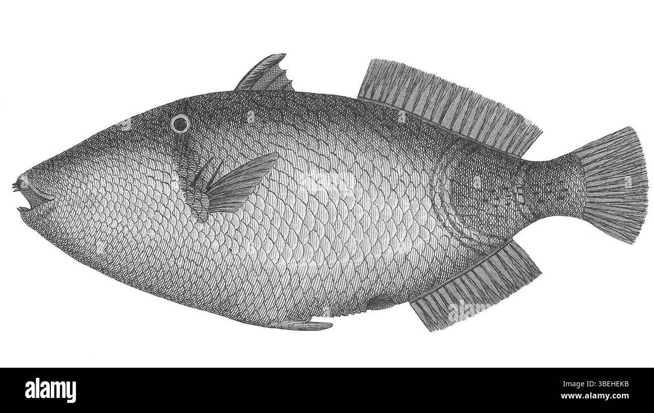 Dieser zoologische Druck aus den Jahren 1700 bis 1880 zeigt Rhinecanthus cinereus, auch bekannt als der blaue Tang, eine Fischart. Das Bild ist Teil der Sammlung Iconographia Zoologica der Universität Amsterdam. Stockfoto