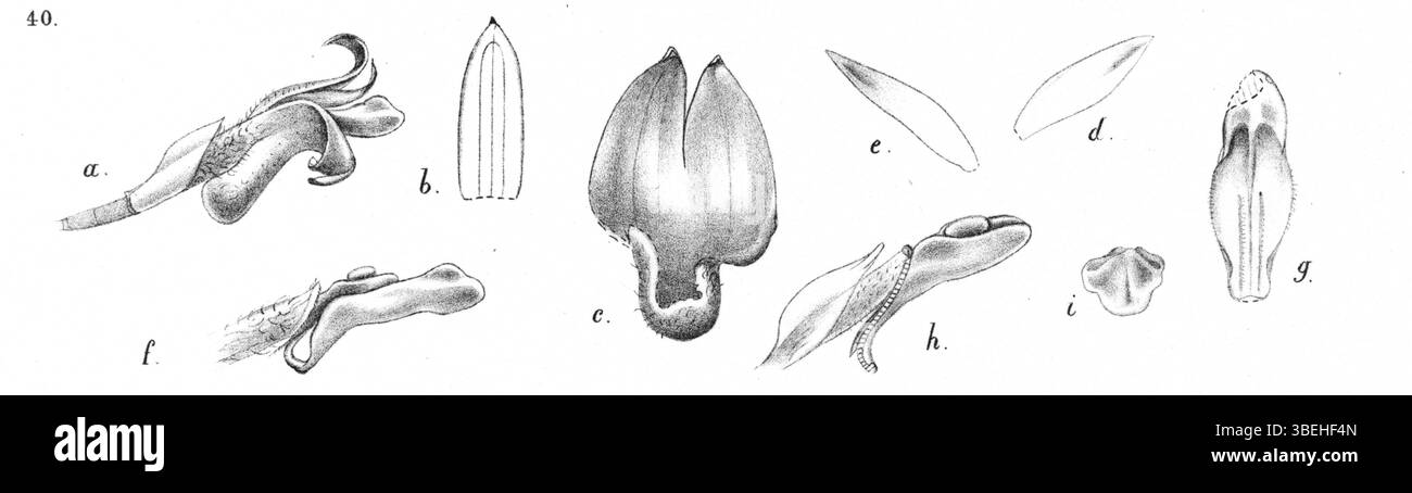 Ceratostylis mamberamensis, beschrieben von Johannes Jacobus Smith im Jahr 1929, ist eine weitere Orchideenart, die in Nova Guinea vorkommt. Die Art wird mit einer detaillierten botanischen Illustration präsentiert, die ihre Merkmale und Klassifizierung zeigt. Stockfoto