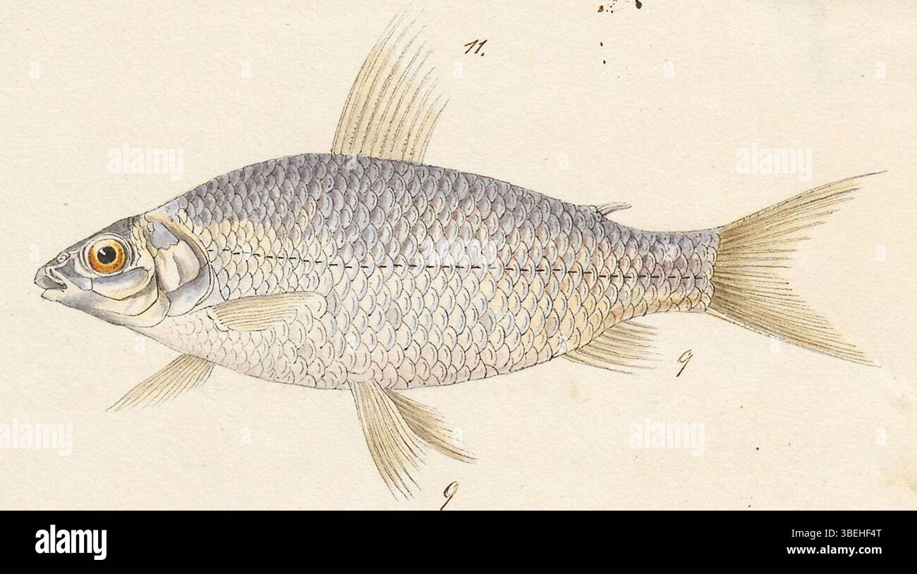 Der Druck von Curimatus gilberti, der zwischen 1700 und 1880 in der Sammlung Iconographia Zoologica der Universität Amsterdam entstanden ist, bietet eine detaillierte Darstellung dieser Art, die zum historischen Verständnis der zoologischen Illustration beiträgt. Stockfoto