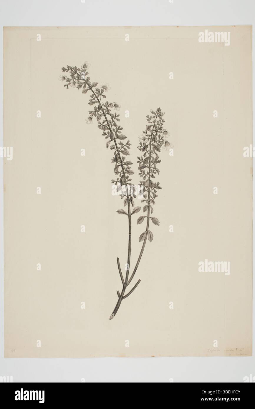 Sydney Parkinsons Gravur der Euphrasia cuneata (fälschlicherweise Euphrasis genannt), ein botanisches Exemplar, das während der Reisen des Endeavour gesammelt wurde, zeigt feine Details in Tinte auf Papier. Das 500 x 375 mm große Kunstwerk ist Teil der Gemäldesammlung und Zeichnungen des Auckland Museums. Stockfoto