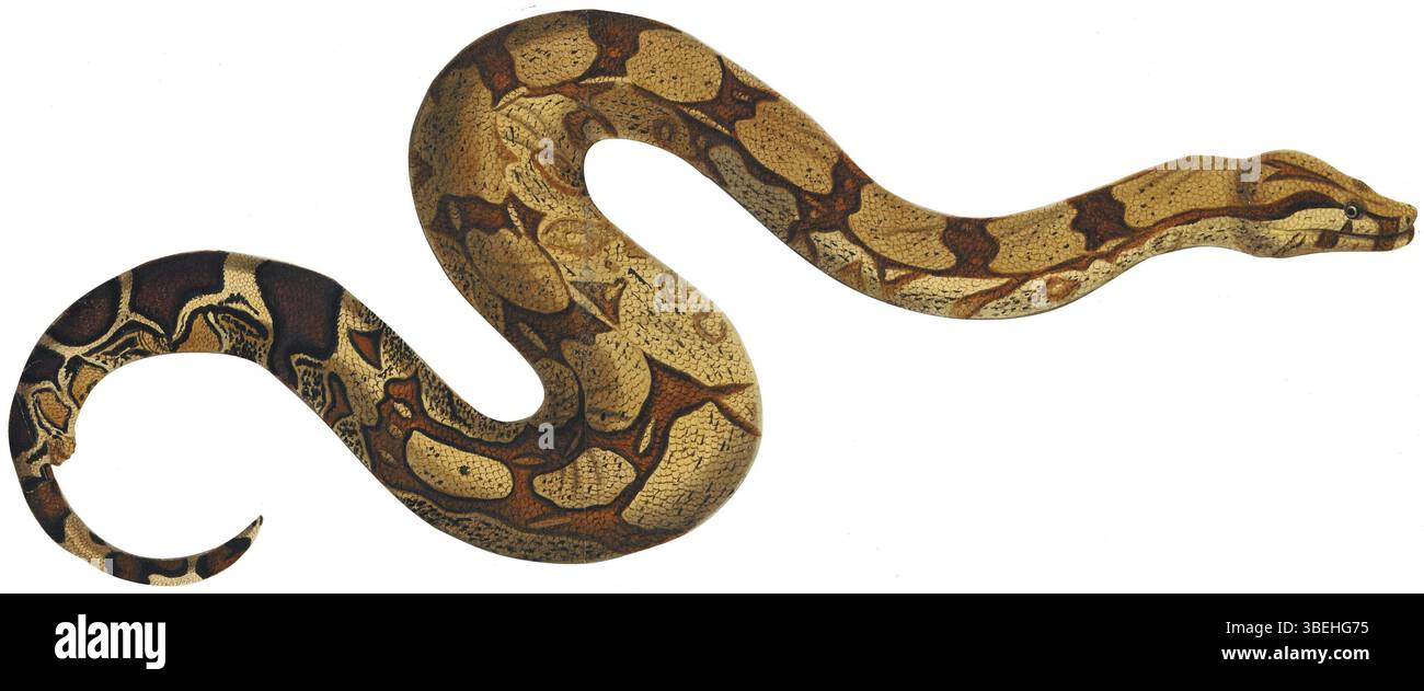 Dieser zwischen 1800 und 1839 von Gerrit Jan Schouten geschaffene Druck zeigt einen Boa constrictor. Die Illustration ist Teil der Sammlung Iconographia Zoologica, die eine detaillierte und genaue Darstellung der Schlangenarten zeigt. Stockfoto