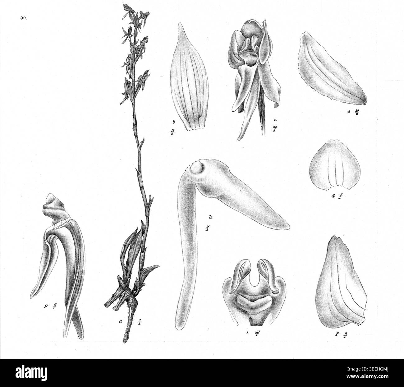 Johannes Jacobus Smiths botanische Illustration von *Platanthera elliptica*, die in *Nova Guinea* (1915) gezeigt wurde, zeigt diese in Neuguinea heimische Orchideenart, wie in Platte 55 beschrieben. Stockfoto