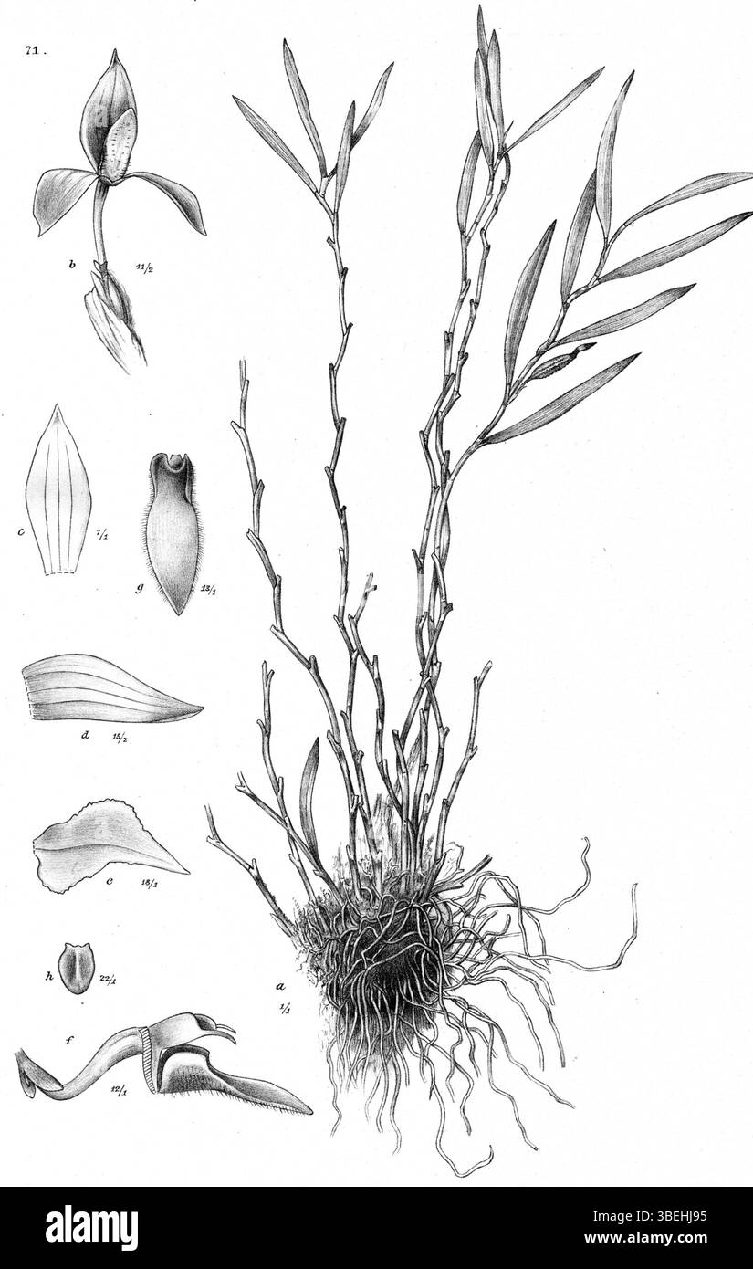 Diese Illustration von Johannes Jacobus Smith aus dem Jahr 1913 zeigt die Orchideenart Bulbophyllum cyclopense. Das detaillierte Diagramm enthält beschriftete Teile wie die Pflanze, Blütenstände, Sepalen, Blütenblätter, Etiketten, und Gynostemium. Stockfoto