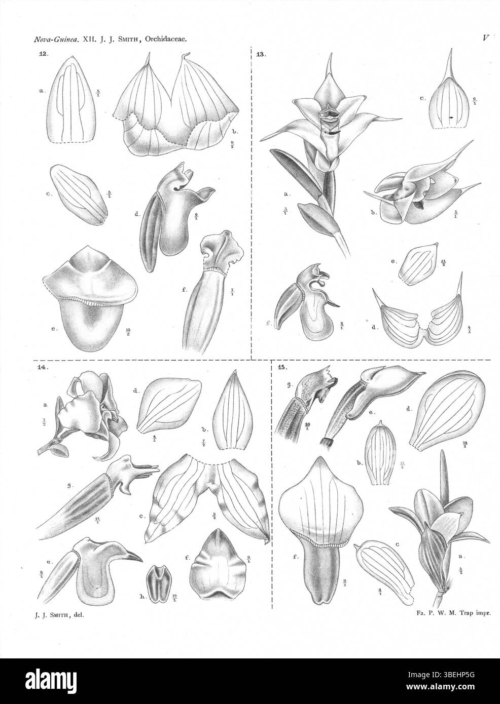 Diese botanische Platte von Johannes Jacobus Smith aus *Nova Guinea* aus dem Jahr 1913 enthält Abbildungen von vier Glomera-Orchideenarten: Triangularis, brevipetala, Rhombea und Terrestris. Stockfoto