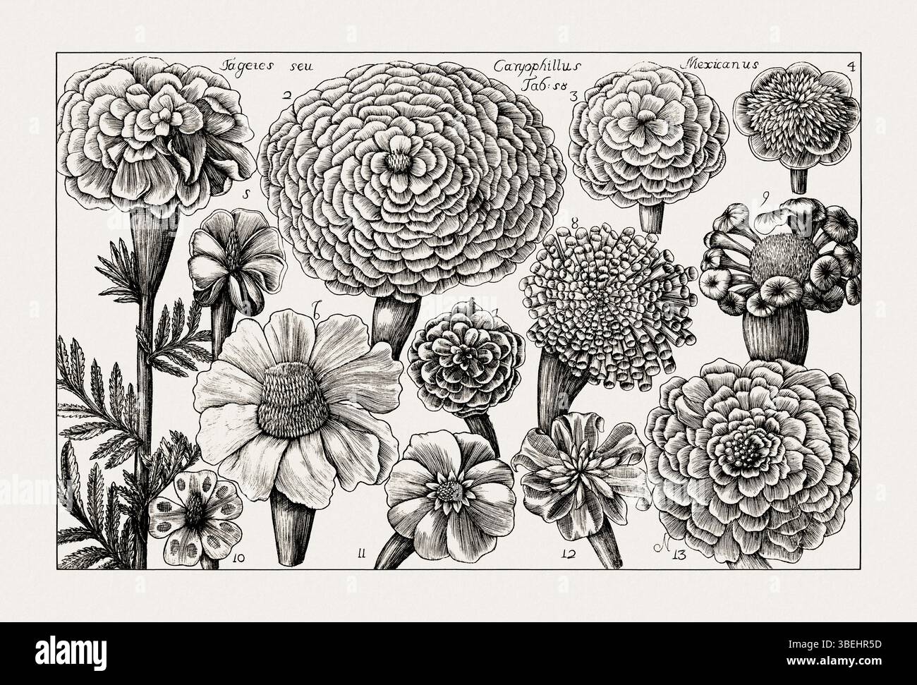 Antike botanische Illustration blühender Pflanzen. Detaillierter Schwarzweiß-Gravur aus einem italienischen Naturkundebuch aus dem 18. Jahrhundert. Stockfoto