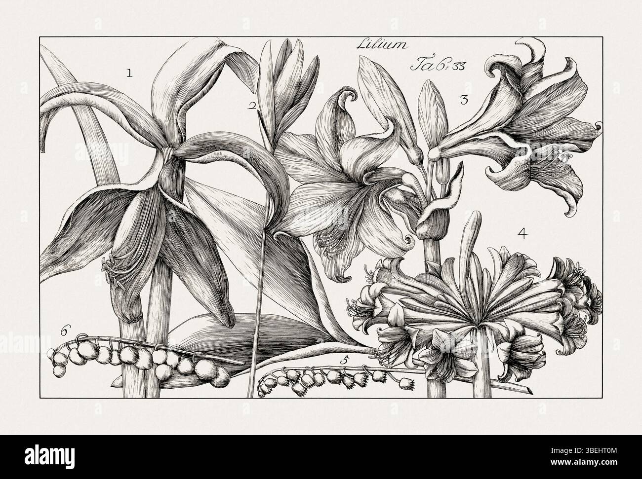 Antike botanische Illustration blühender Pflanzen. Detaillierter Schwarzweiß-Gravur aus einem italienischen Naturkundebuch aus dem 18. Jahrhundert. Stockfoto