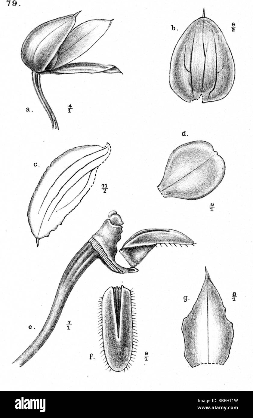 Bulbophyllum orbiculare ist eine Orchideenart, die von Johannes Jacobus Smith 1913 beschrieben wurde. Diese Illustration aus der Publikation *Nova Guinea* zeigt die einzigartigen Merkmale der Pflanze, die in der Region Neuguinea beheimatet ist. Die Platte zeigt detaillierte botanische Zeichnungen, die typisch für botanische Studien des frühen 20. Jahrhunderts sind. Stockfoto