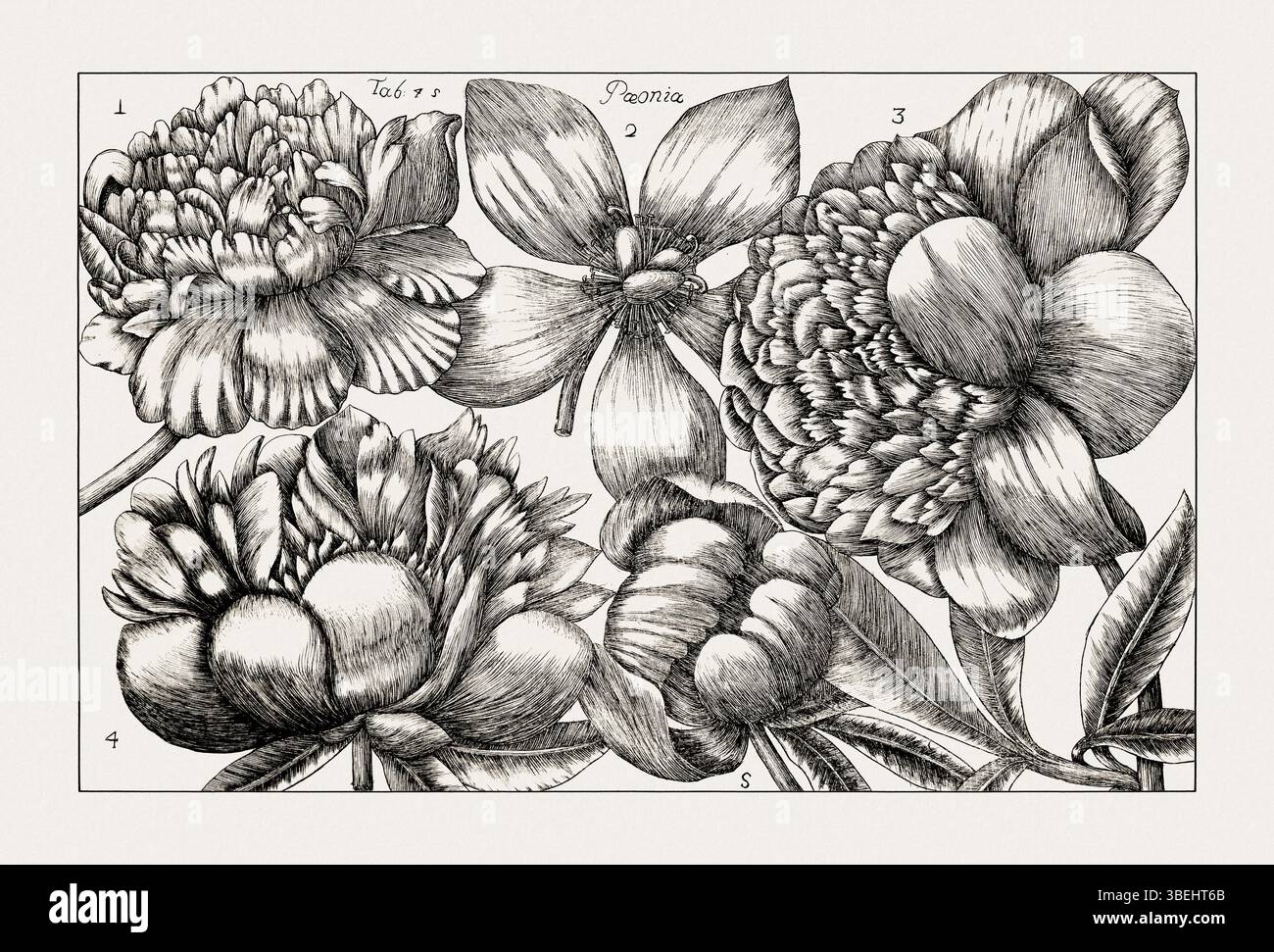 Antike botanische Illustration blühender Pflanzen. Detaillierter Schwarzweiß-Gravur aus einem italienischen Naturkundebuch aus dem 18. Jahrhundert. Stockfoto