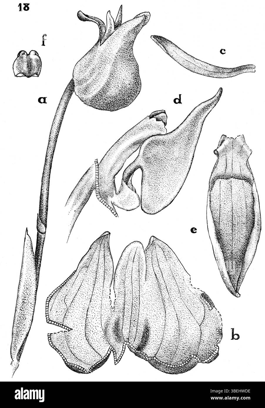 Mediocalcar versteegii subsp. Versteegii, 1936 von J.J. Smith als Mediocalcar doctersii identifiziert, ist eine in Neuguinea endemische Orchideenart. Die detaillierte botanische Zeichnung in *Nova Guinea*, Platte 7, Abb. 018, hebt seine besonderen floralen Merkmale und die ökologische Rolle für die biologische Vielfalt der Region hervor. Stockfoto