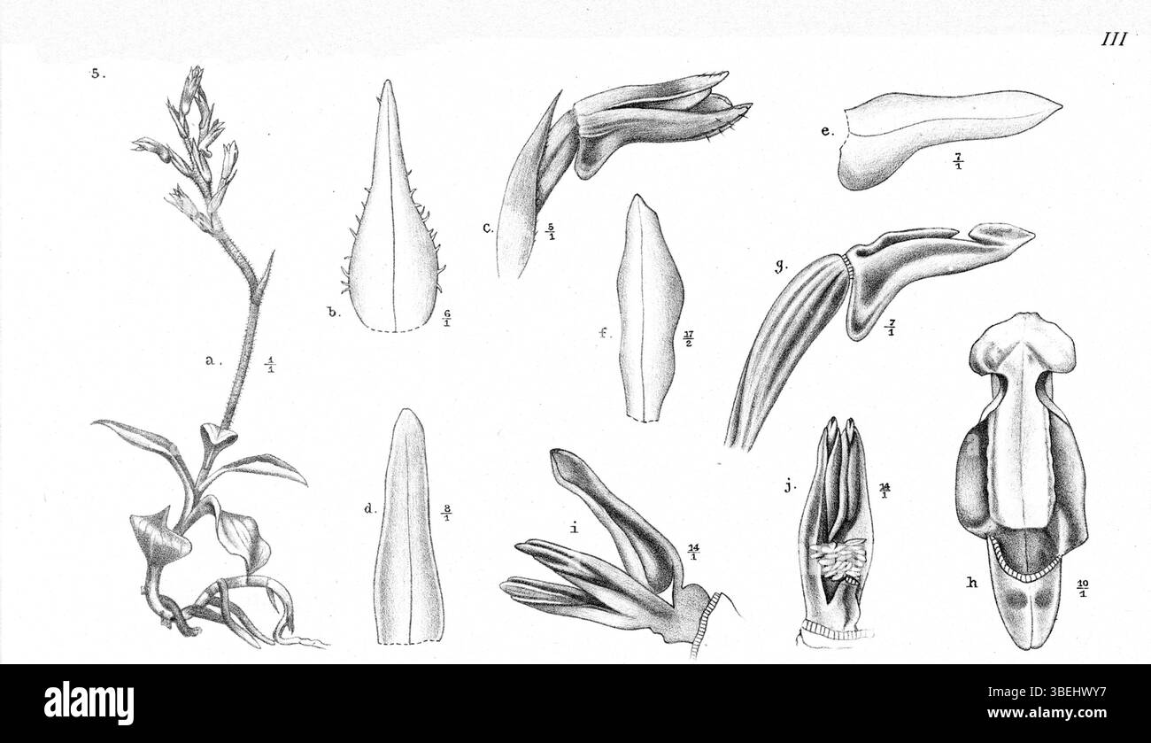 Johannes Jacobus Smiths botanische Illustration zeigt *Odontochilus papuanus*, eine Art aus Papua-Neuguinea, die ihre charakteristischen Orchideenmerkmale und Habitat-spezifischen Eigenschaften einfängt. Stockfoto