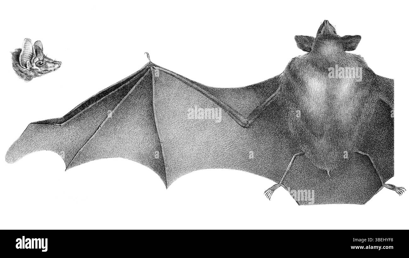 Dieser Druck von Emballonura monticola, hergestellt zwischen 1700 und 1880, stammt aus der Sammlung Iconographia Zoologica der Universität Amsterdam. Es zeigt die Fledermausart, die für ihre Besonderheiten und ihren Lebensraum bekannt ist. Stockfoto