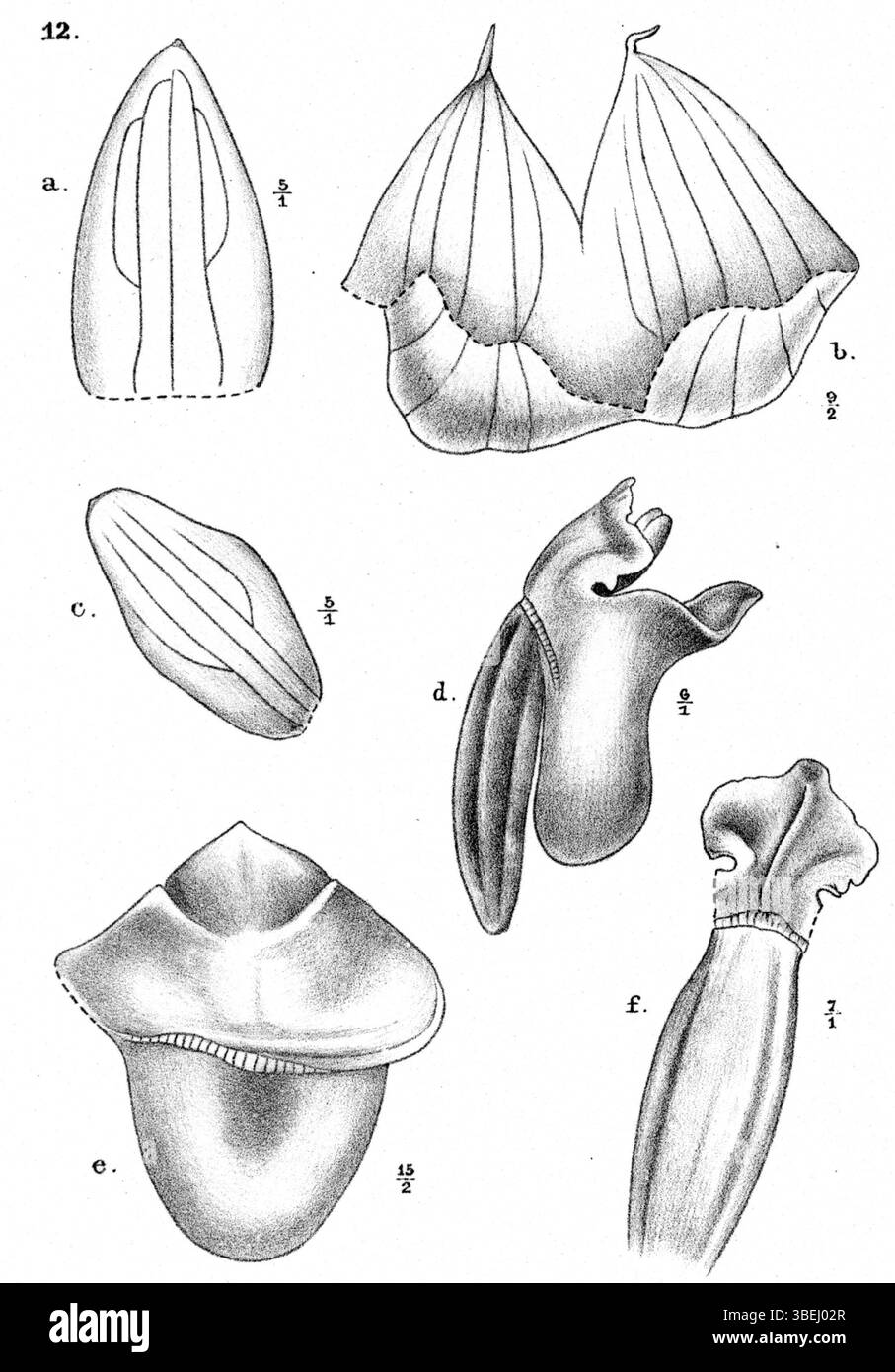 Eine botanische Illustration von *Glomera triangularis* von Johannes Jacobus Smith, die 1913 in *Nova Guinea* 12(1) erschien. Diese in Neuguinea heimische Pflanze ist für ihre dreieckigen Blätter und ihre einzigartige Blütenstruktur bekannt. Stockfoto