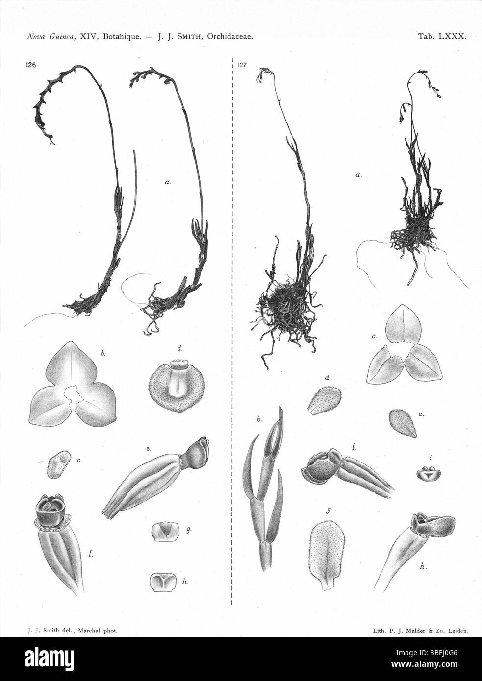 Platte 80 aus *Nova Guinea* (1929) zeigt die Arten Octarrhena lorentzii und Octarrhena obovata, die beide zuvor der Gattung Chitonanthera zugeordnet waren. Die Platte enthält taxonomische Details für diese Orchideen. Stockfoto