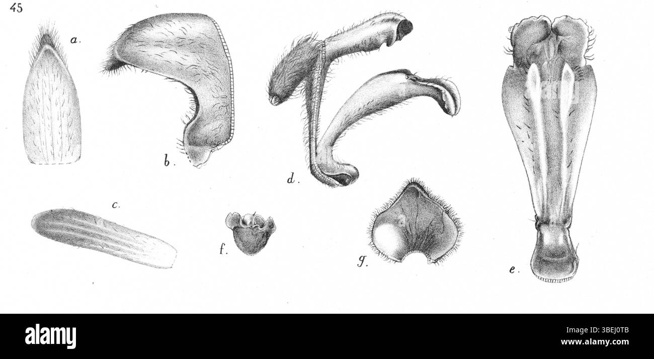 Trichotosia iodantha, auch bekannt als Eria ediensis, wurde 1929 von Johannes Jacobus Smith beschrieben. Diese Orchideenart wird in der Publikation „Nova Guinea“ mit detaillierten botanischen Illustrationen vorgestellt. Stockfoto